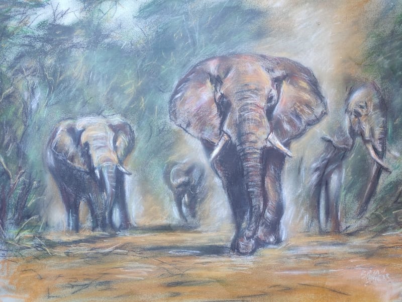 Elephant Herd by Shear, Brian